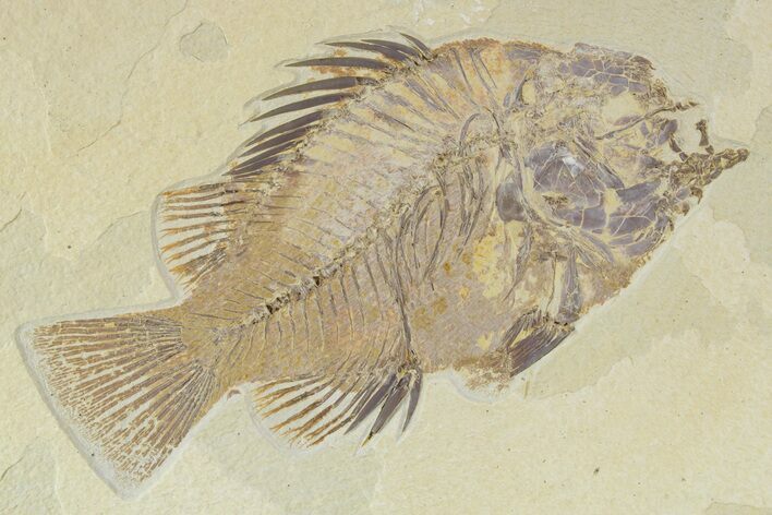 Detailed Fossil Fish (Priscacara) - Wyoming #356735